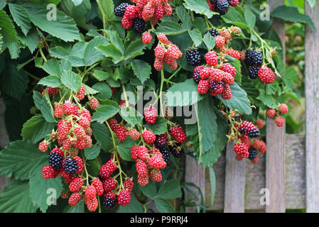 Rote und schwarze Brombeeren hängt über einem hölzernen Zaun Stockfoto