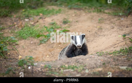 Badger Cub. Wild, Eingeborener, Europäischen Dachs cub, Schwellen von Sven. Nach vorne zeigt. Badger cub ist 5 Monate alt. Wissenschaftlicher Name: Meles meles Stockfoto