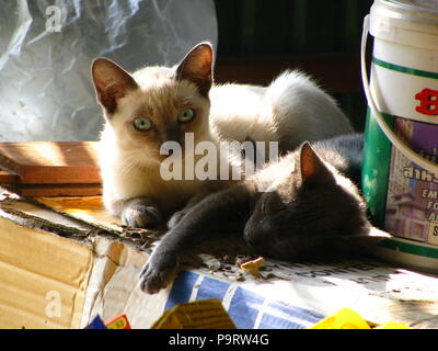 Zwei thailändischen Grau schwarze Katze bei der Katze Haus im Dorf Stockfoto
