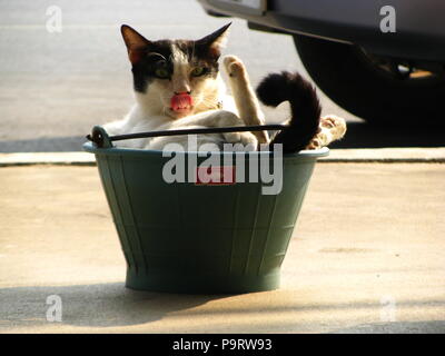 Der stattliche Thai schwarz weisse Katze im Dorf Stockfoto