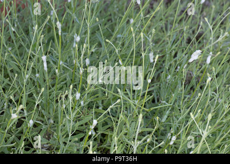 Kuckuck Spucken von Grün oder Wiese froghopper, Philaenus spumarius, auf Lavendel stammt, Berkshire, Juni Stockfoto