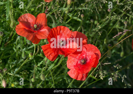 Scarlet Rot Blumen von Poppy geleitet, Papaver dubium, im Sommer, Berkshire, Juni Stockfoto