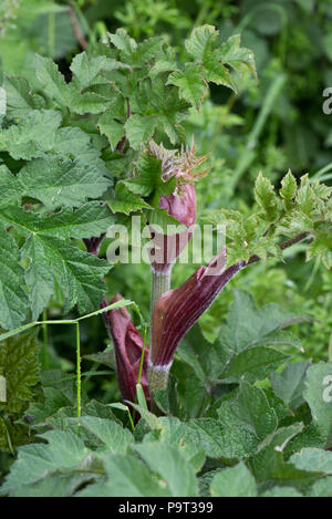 Scharfkraut, Heracleum sphondylium, mutige junge Blätter und tief rote Stiele und Blütenknospe, Berkshire, Mai Stockfoto