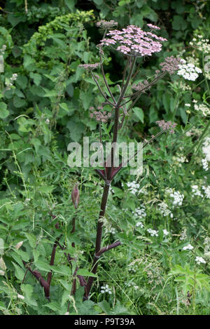 Scharfkraut, Heracleum sphondylium, mit tief roten urple Stiele und rosa Blume Dolde, Berkshire, Juni Stockfoto
