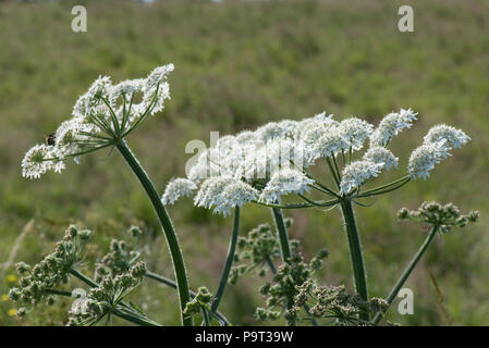 Scharfkraut, Heracleum sphondylium, weiß blühenden Dolden und Blütenknospen, Berkshire, Juni Stockfoto