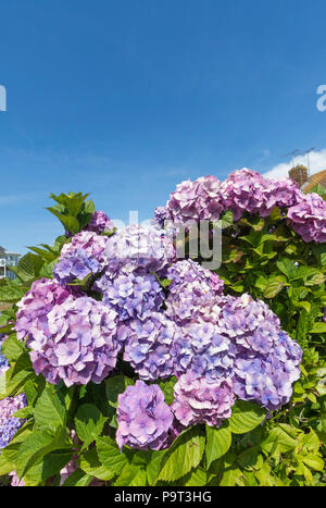 Rosa und Blau Moppköpfe aus Hortensien (Hydrangea macrophylla) blühen im Sommer in West Sussex, England, UK. Hortensienblüten portrait. Stockfoto