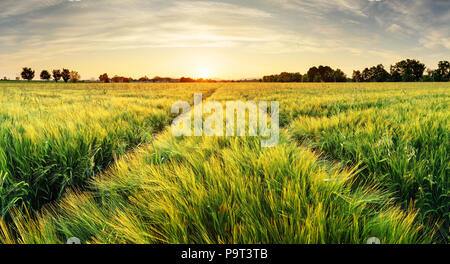 Weizen Feld Landschaft mit Pfad in die Zeit des Sonnenuntergangs Stockfoto