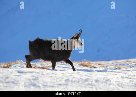 Gämse im Winter in der Tatra - Rupicapra rupicapra Stockfoto