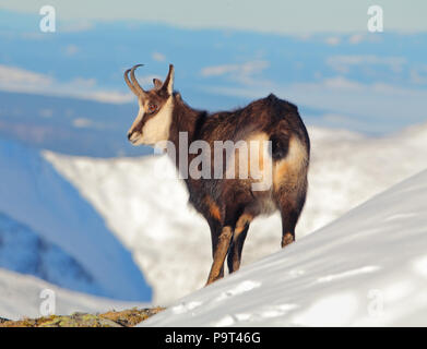 Gämse im Winter in der Tatra - Rupicapra rupicapra Stockfoto