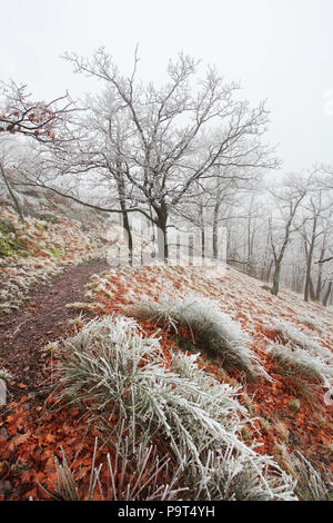 Winter gefrorenen Baum mit Nebel am Tag Stockfoto