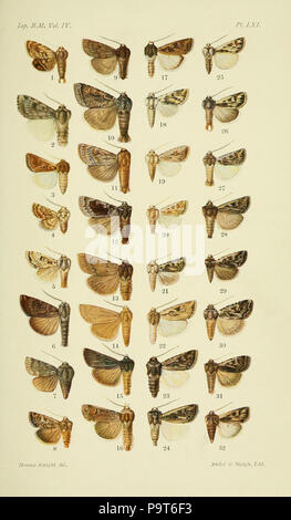 288 Katalog der Lepidoptera Phalaenae im British Museum. Platte LXI Stockfoto