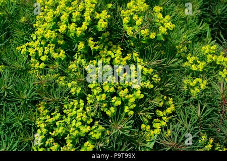 Euphorbia cyparissias Fens Ruby Zypressen wolfsmilch Wolfs Milch gelbe Blüten auf kurzen grünen Stiele Stockfoto