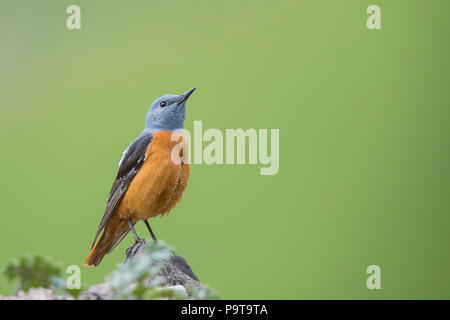 'Deep in Gedanken' - Gemeinsame Rock Thrush rom Provinz Xinjiang in China Stockfoto