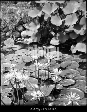 . Englisch: Nahaufnahme einer Seerose Teich auf dem Gelände der Huntington, San Marino, Ca.1920 Foto von einer Nahaufnahme einer Seerose Teich auf dem Gelände der Huntington, San Marino, Ca. 1920. Die Sonne, reflektiert das Wasser Seerosen im Teich, gibt dem Wasser Lily Pads ein glänzendes Aussehen. Seine Venen und Unvollkommenheiten sind aufgrund der Wirkung der Sonne vergrößert. Über der Oberfläche der Wasser ragt die Seerose Blüten, die wirft einen Schatten auf die Pads. Reflexionen von anderen Pflanzen, die in und über den Teich im Wasser sichtbar sind.; "Die Huntington ist eine Oase der Kunst und Stockfoto