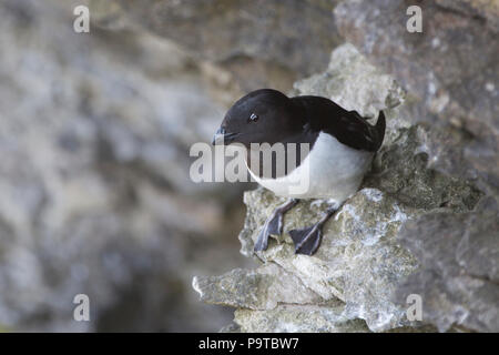 Little Auk, Bear Island Stockfoto