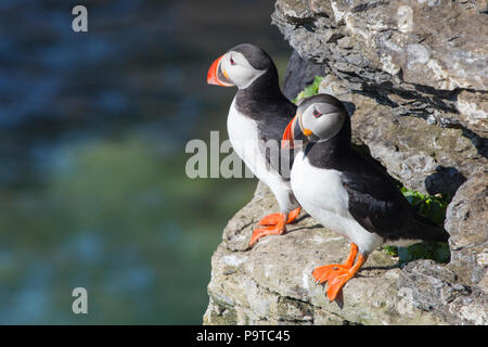 Svalbard, Bäreninsel aka Bjørnøya. Paar Papageitaucher. Stockfoto