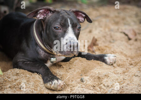 Schwarz Pit Bull Welpen lustig spielen Sand Hintergrund Stockfoto