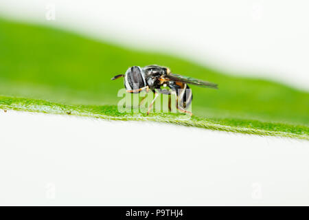 Süße Biene nachahmen Hoverfly (Flower/syrphid Fliegen) auf grünem Gras Blatt Stockfoto