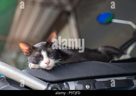 Eine schwarze und weiße streunende Katze schlafen auf einem Motorrad Stockfoto