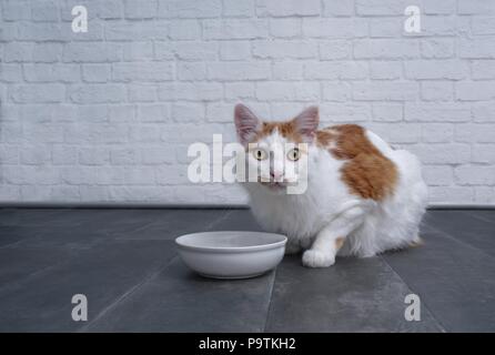 Ute tabby Katze warten auf Essen. in die Schüssel gesetzt zu werden. Stockfoto