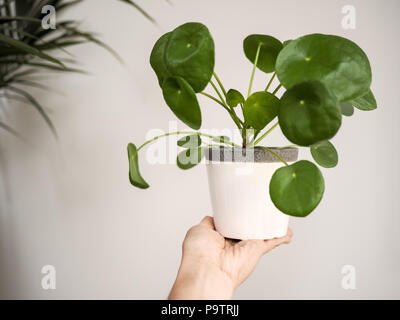 Hand mit einem pilea peperomioides (Urticaceae) in einem weißen Topf vor einem weißen Hintergrund Stockfoto