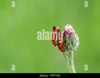 Makro aus zwei roten gemeinsame Soldat Käfer Paaren auf der Seite einer kornblume Blütenknospe Stockfoto