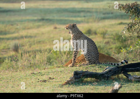 Cheetah sitzt im Busch Beobachten der Umwelt Stockfoto
