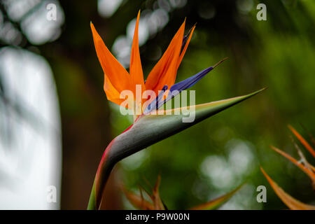 Paradiesvogel Blume Stockfoto