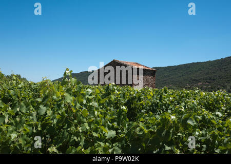 Ein kleiner Stein Bauernhof Gebäude steht unter blühenden Rebstöcke in einem Weinberg in der Nähe von Pic St. Loup im Langeudoc Region in Frankreich Stockfoto