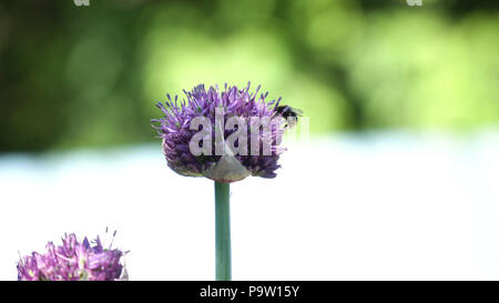 Biene auf Lila Blume. Biene sammelt Nektar von einer Blume im sonnigen Sommertag, Makro. Biene auf Blume. Stockfoto