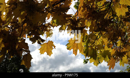 Herbst Ahorn Blätter an einem Baum. Ahorn Blätter gegen den Himmel. Herbst schönen goldenen Herbst. Stockfoto