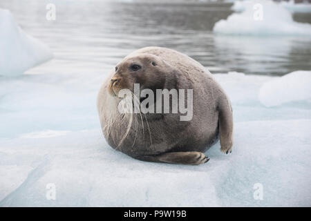 Bärtige Dichtung (Erignathus Barbatus) auf einer Eisscholle in Svalbard Stockfoto