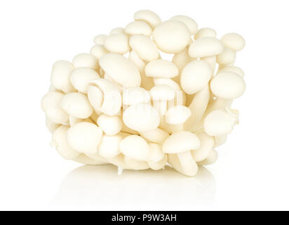 Weiße buche Pilze Shimeji Bündel auf weißem Hintergrund Stockfoto