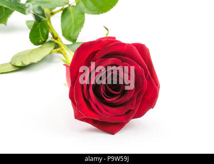 Red Rose isoliert auf weißem Hintergrund, frisch Stockfoto