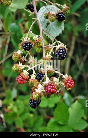 Brombeeren auf Bush in verschiedenen Staaten der Reife Stockfoto