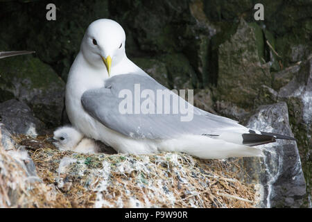 Glaucous Möve, Larus hyperboreus Stockfoto