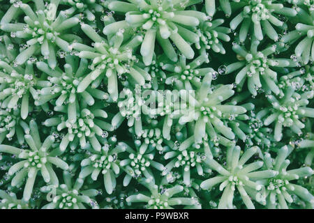 Textur Hintergrund der Sedum pflanzen Spanisch in Tropfen Tau. close-up, selektiver Fokus, Makro Foto Stockfoto