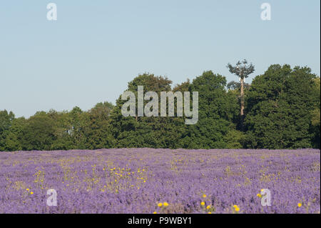 Telekommunikation mast gemischt und gebildet, um wie ein immergrüner Baum gegen eine Breitblättrige woodland Skyline, sympathisch Design blending Umgebung Stockfoto