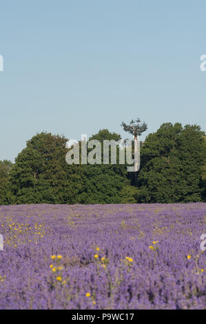 Telekommunikation mast gemischt und gebildet, um wie ein immergrüner Baum gegen eine Breitblättrige woodland Skyline, sympathisch Design blending Umgebung Stockfoto