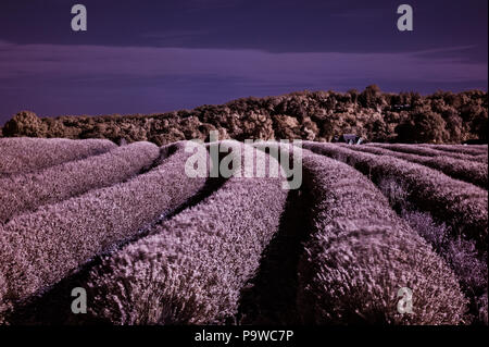 Infrarot Landschaft von Kent Lavendel Felder an der Wellenlänge 720nm mit falschen Farben und hoher Reflexionsgrad von Wärme aus Blätter als hellere Töne Stockfoto