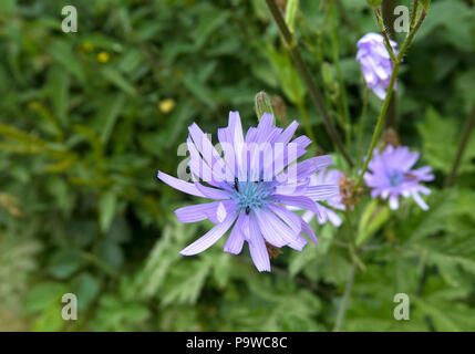 Blau Kopfsalat Blume Stockfoto
