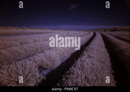 Infrarot Landschaft von Kent Lavendel Felder an der Wellenlänge 720nm mit falschen Farben und hoher Reflexionsgrad von Wärme aus Blätter als hellere Töne Stockfoto