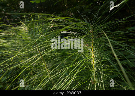 Dappled Sonnenlicht verfängt sich die sterilen Stängel von grossen Pflanzen, Schachtelhalm Equisetum arvense, Hervorhebung internodium Stammzellen Wachstum an Knoten und Stammzellen Zähne Stockfoto