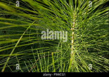 Dappled Sonnenlicht verfängt sich die sterilen Stängel von grossen Pflanzen, Schachtelhalm Equisetum arvense, Hervorhebung internodium Stammzellen Wachstum an Knoten und Stammzellen Zähne Stockfoto