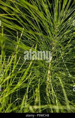 Dappled Sonnenlicht verfängt sich die sterilen Stängel von grossen Pflanzen, Schachtelhalm Equisetum arvense, Hervorhebung internodium Stammzellen Wachstum an Knoten und Stammzellen Zähne Stockfoto