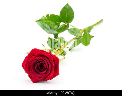 Eine rote Rose auf weißem Hintergrund frisch isolierten Stockfoto