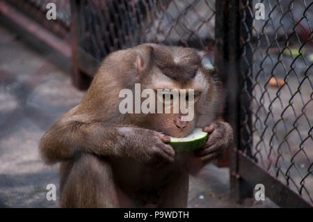 Siem Reap, Kambodscha, nördlichen Schwein-tailed Macaque sitzen und essen Melone Stockfoto