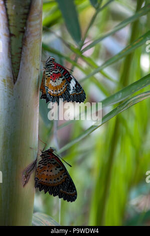 Siem Reap, Kambodscha, Leopard florfliege Schmetterling im Garten Stockfoto