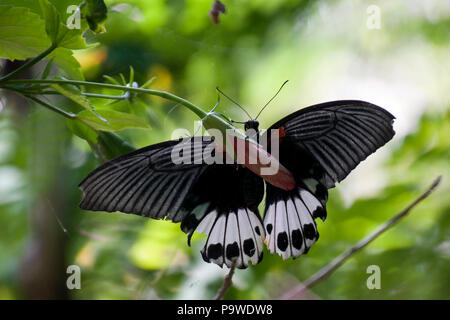 Siem Reap, Kambodscha, großer Mormone Schmetterling in der Nähe von Knospe schweben Stockfoto