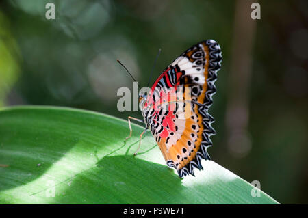 Siem Reap, Kambodscha, männliche Leopard florfliege Schmetterling im Garten Stockfoto